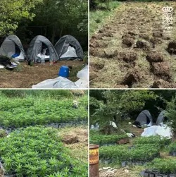 Desmantelan dos plantaciones clandestinas de marihuana en la zona de Tafalla con 2.600 plantas y tres huidos