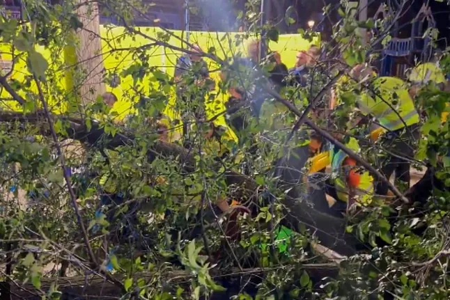 Un hombre en estado crítico tras caerle encima una rama en Carabanchel