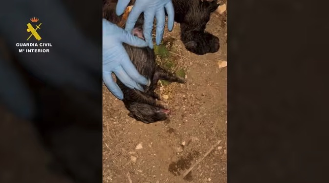 Investigan maltrato animal por abandono de nueve cachorros en contenedor de Pechina