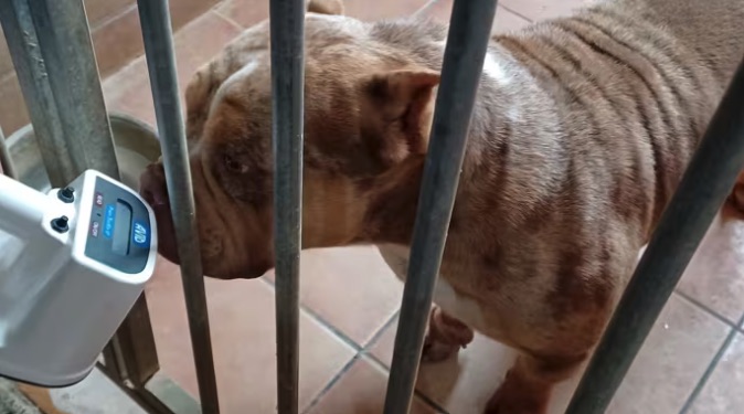 Investigan en Córdoba a un hombre por amputar las orejas a perros de presa sin ser veterinario