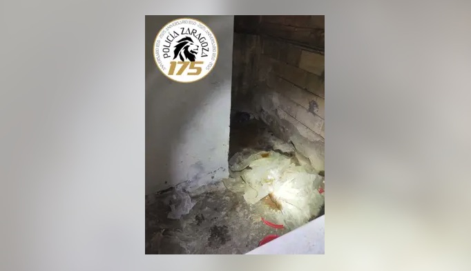 Rescatados tres perros en condiciones insalubres de un piso del Casco Histórico de Zaragoza