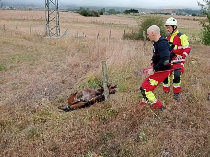 Los bomberos liberan a un potro que se había quedado enganchado en una valla de alambre en Reinosa
