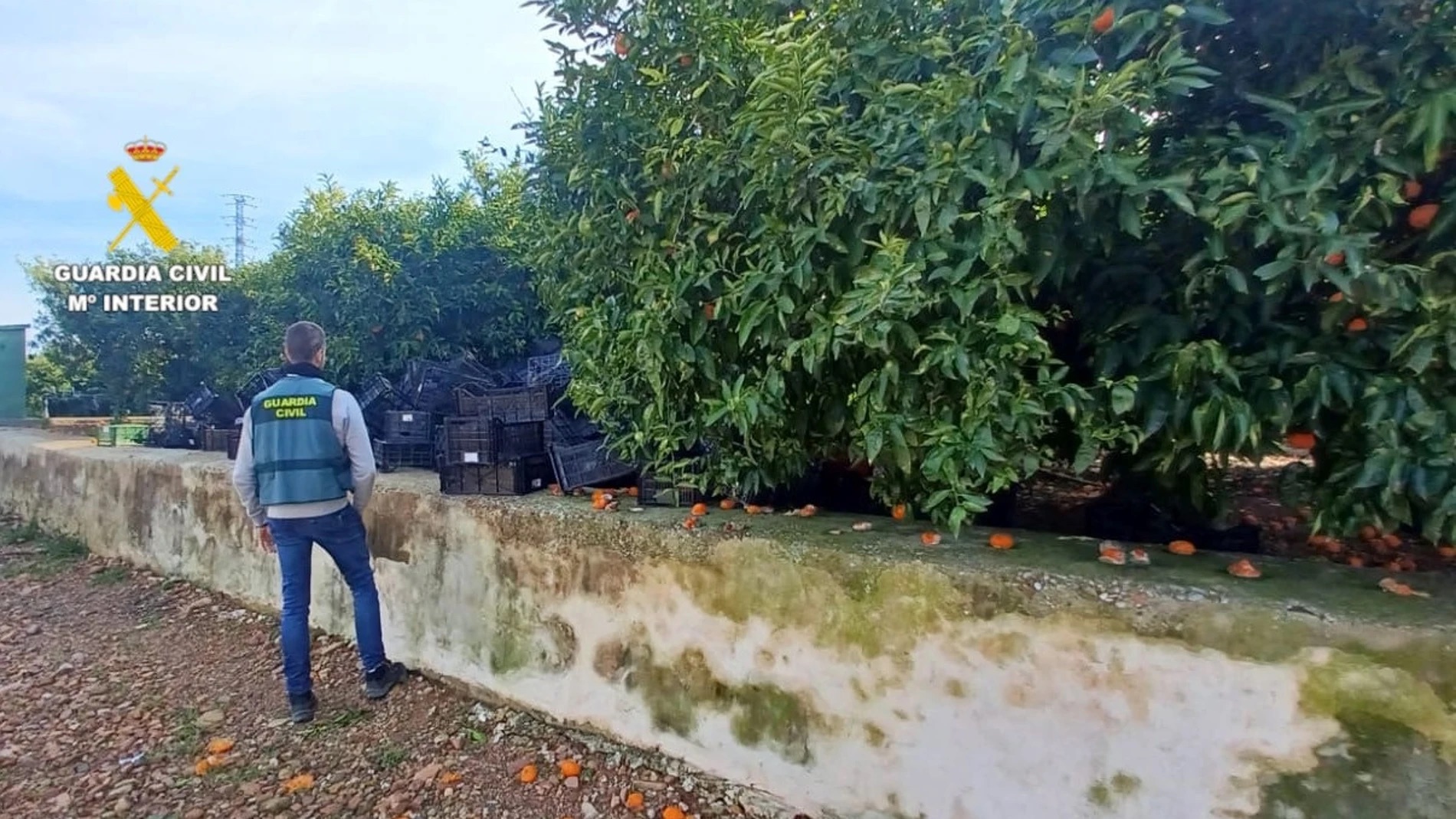La Guardia Civil investiga a un hombre por el intento de robo de 1.500 kilos de mandarinas en Nules