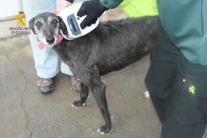 Investigan a un veterinario en Valladolid por falsear los microchips y cartillas de veinte galgos