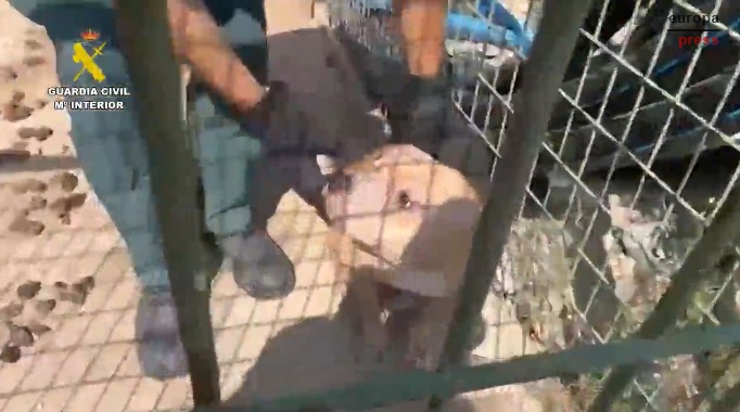 Muere un perro por maltrato en un desguace de Ulea (Murcia); investigan a su dueño