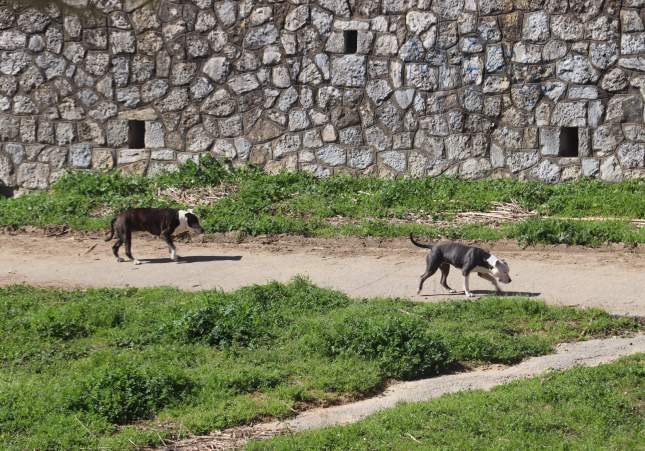 Un perro muerto y otro grave tras ser envenenados con matarratas en un parque de Girona