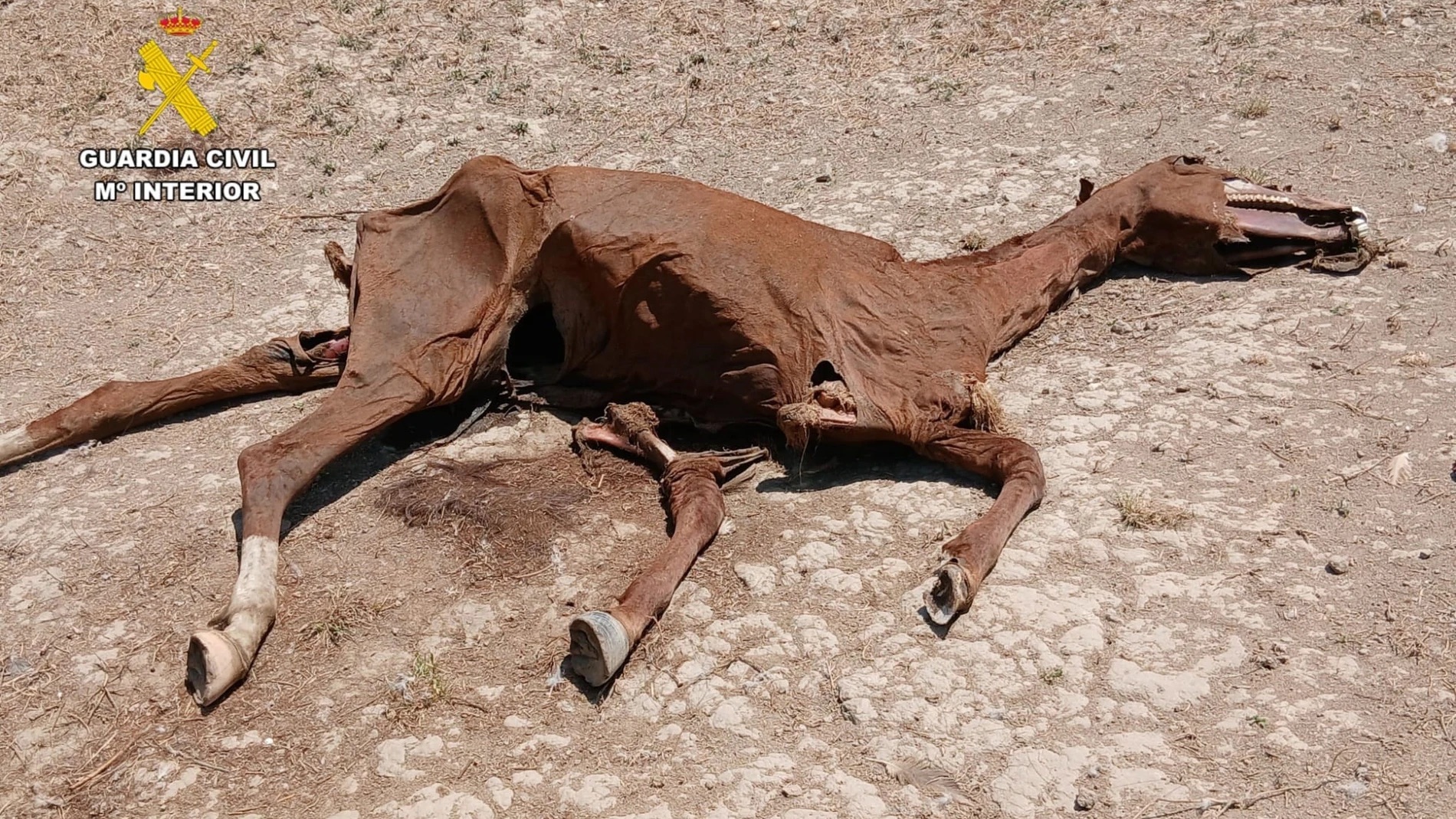 La Guardia Civil investiga a 9 personas por abandono y maltrato de 67 caballos en Zaragoza