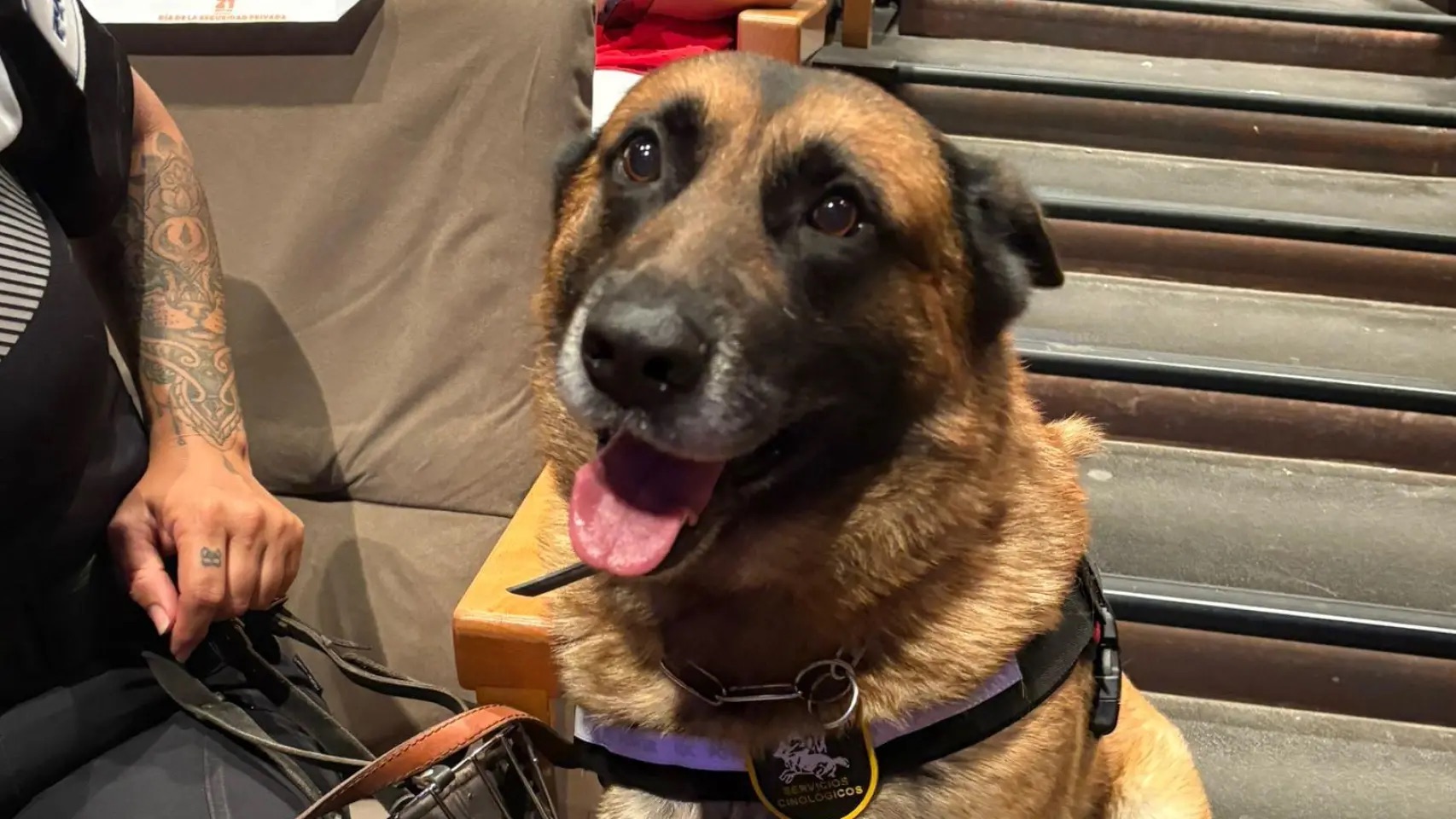 Juancho el perro vigilante que salvó la vida de su guía en una okupación en Sant Pere de Ribes