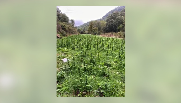 Desmantelado un gran cultivo de marihuana en un bosque de Pontils (Tarragona)