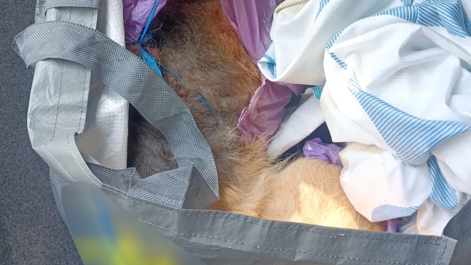 Dos investigados en Guadalajara por apalear hasta la muerte a un perro