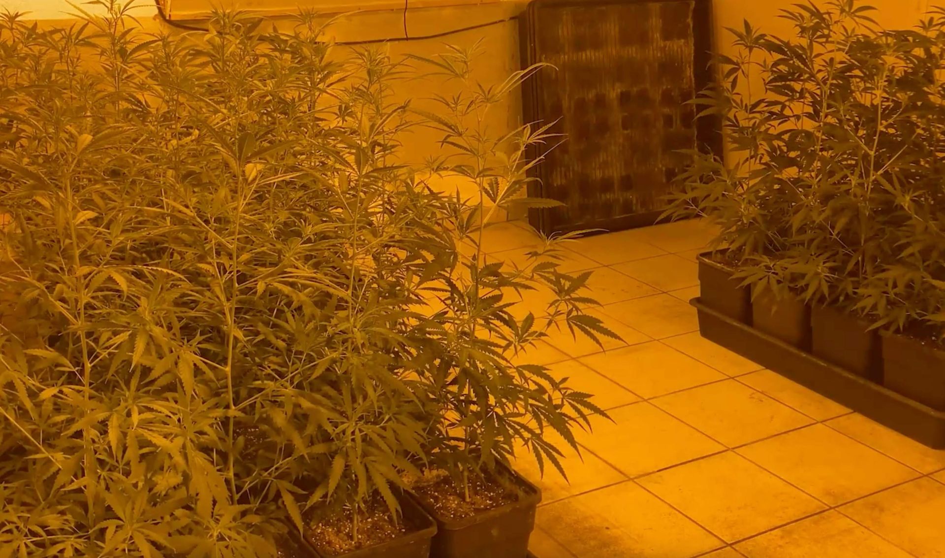 Desmanteladas tres plantaciones de marihuana en Pallejà, Canyelles y La Torre de Claramunt