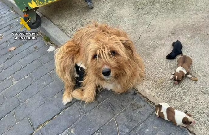 La Guardia Civil investiga a un hombre por tirar seis cachorros recién nacidos a un contenedor de basura