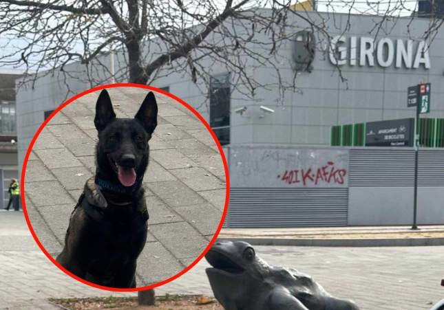 Operativo canino conjunto en Girona y Blanes "caza" a 120 personas con droga en una semana