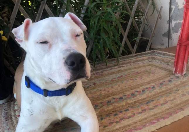 Secuestran un perro de raza mestiza similar a un Pitbull en Lladó (Girona) tras irrumpir en el jardín de su casa