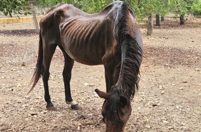 Rescatados dos caballos en Palma en grave estado de abandono; uno tuvo que ser sacrificado