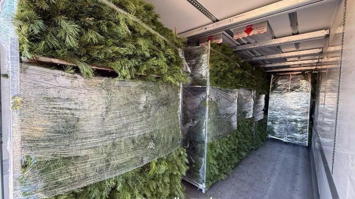 Cataluña refuerza el control sobre la recolección del lentisco tras el aumento de robos en bosques