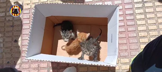 Bomberos rescatan a cuatro gatos de un incendio en una vivienda de Cullera (Valencia)