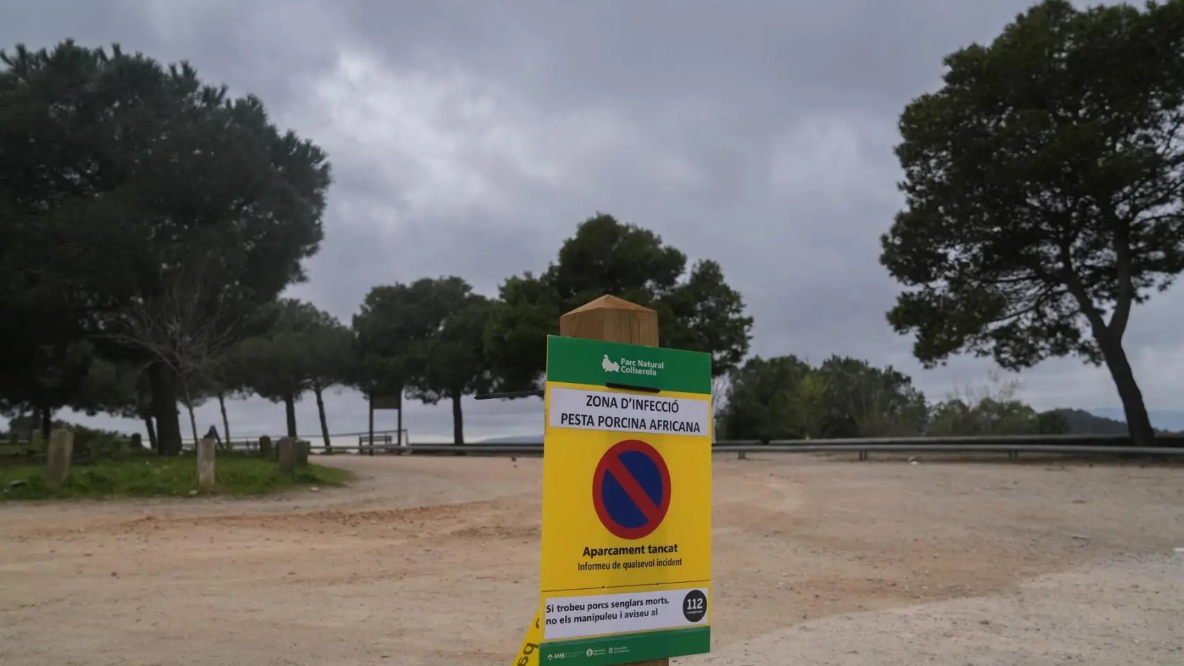 Aumentan a 227 los jabalíes infectados por peste porcina africana con la detección de nuevos casos