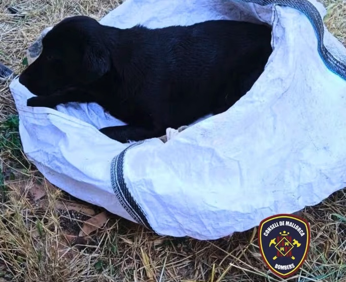 Rescate con final feliz en Mallorca: salvan la vida a un cachorro caído a un pozo