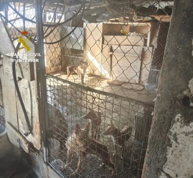 El Seprona rescata 22 perros en pésimas condiciones higiénico-sanitarias en una vivienda de Moaña