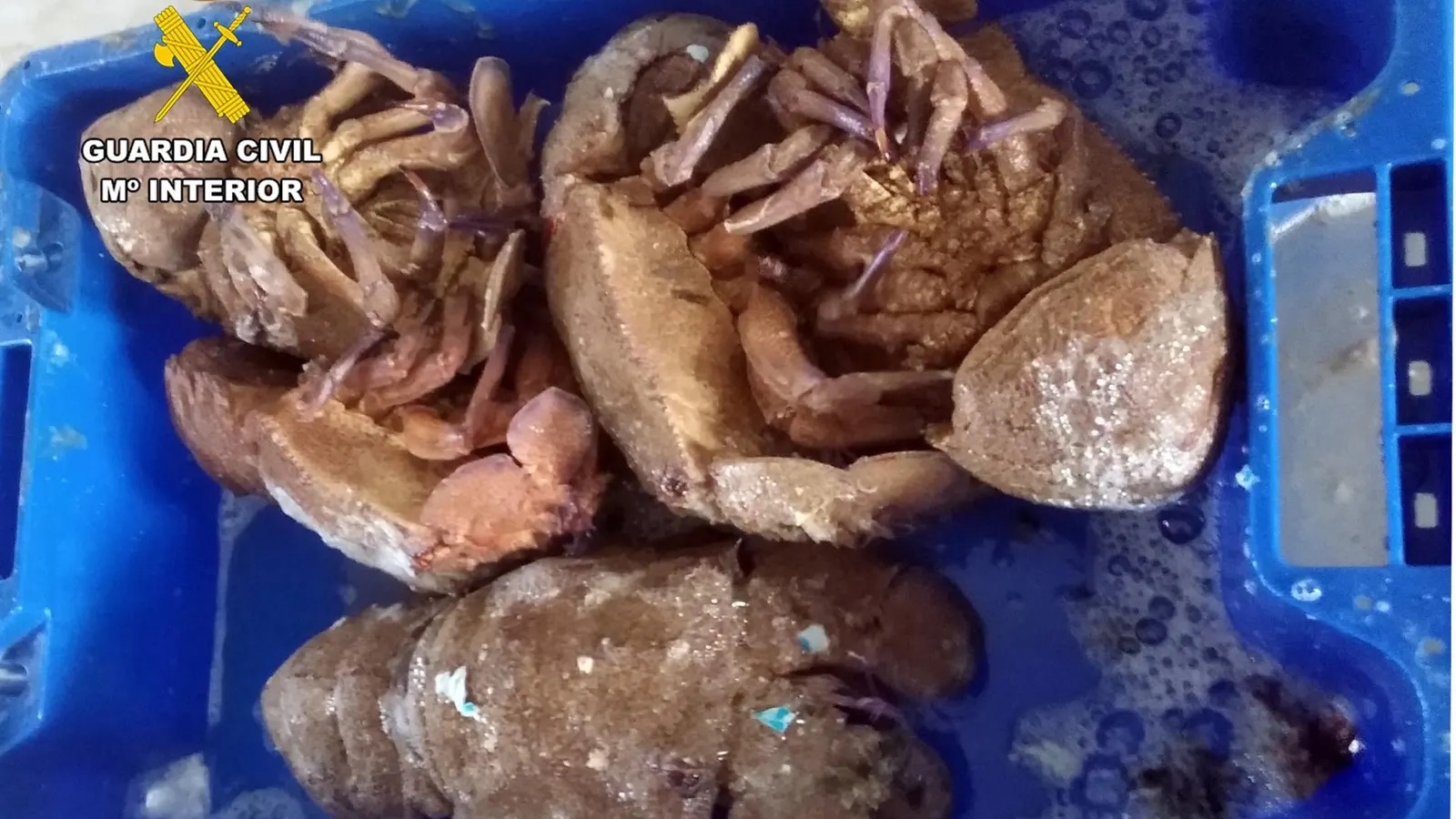 Desarticulado un grupo delictivo con 300 kilos de pescado capturado ilegalmente en la reserva de Tabarca (Alicante)