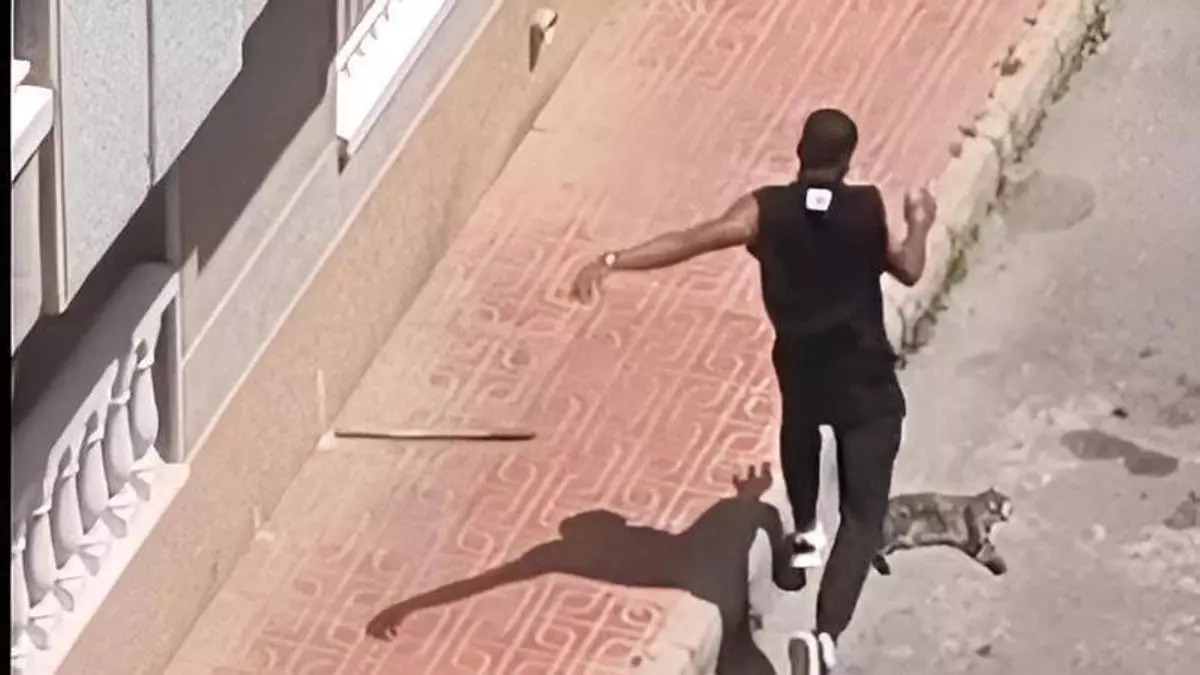 Detenido en Torrevieja un hombre por matar a golpes al gato de su expareja en plena vía pública