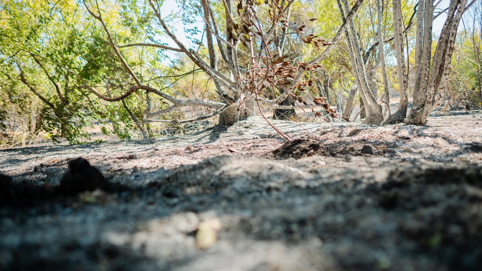 Controlado un incendio forestal en el límite entre Méntrida (Toledo) y Aldea del Fresno