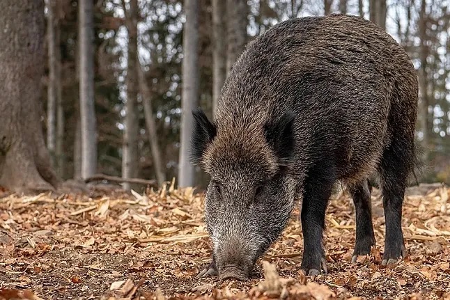 Cuatro nuevos casos de peste porcina africana en jabalíes de Collserola elevan a seis los positivos cerca de Barcelona
