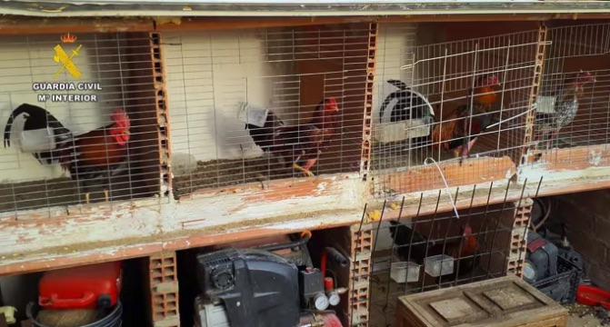 Guardia Civil desmantela un criadero de gallos mutilados para peleas y jilgueros ilegales en Torre Pacheco