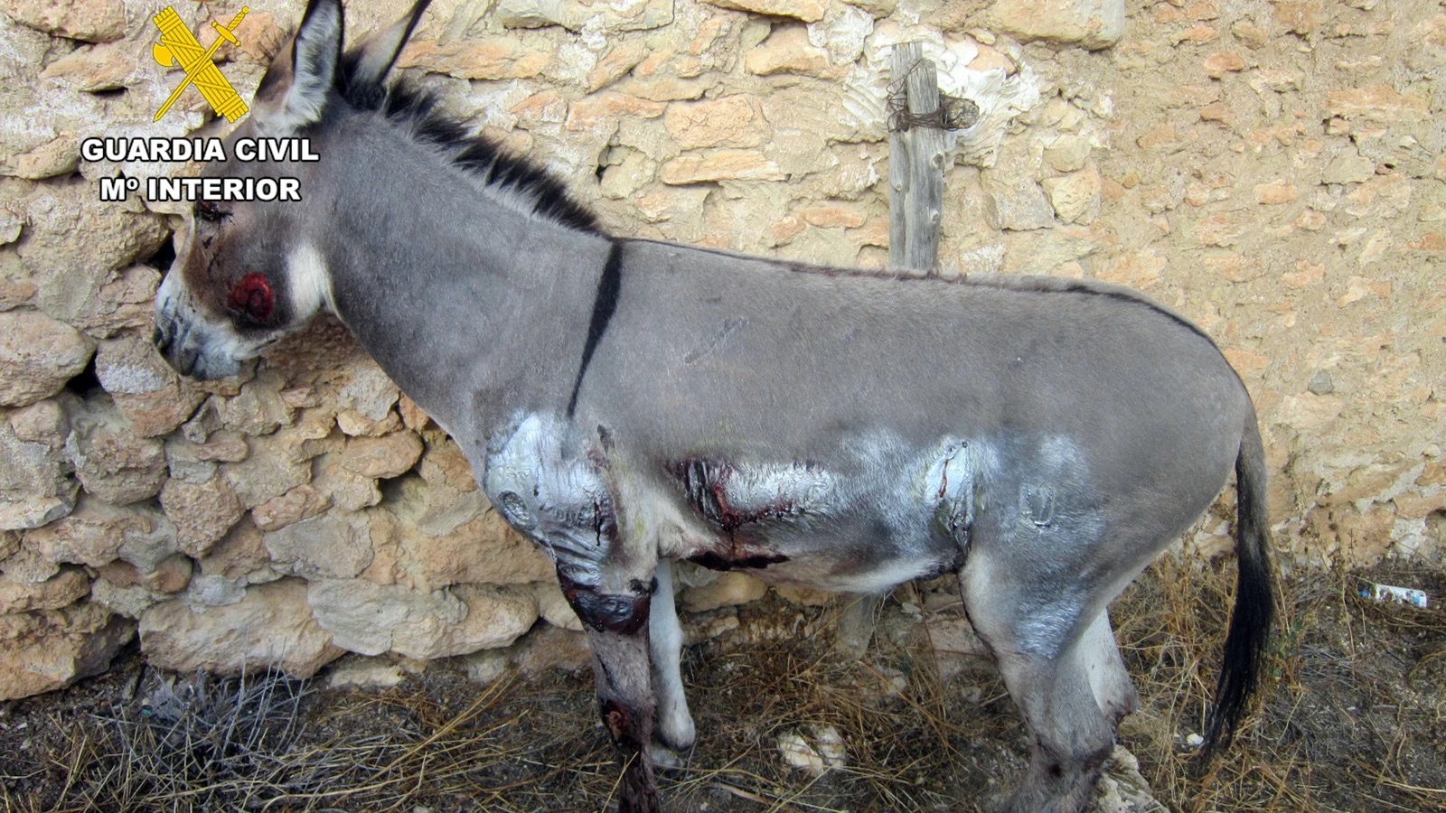 Investigado en Moratalla (Murcia) el dueño de un burro por maltrato al arrastrarlo atado a un remolque