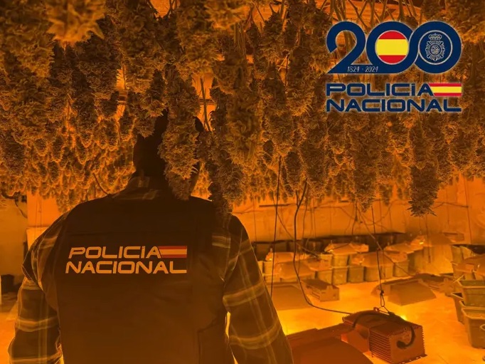 Tres detenidos y casi 900 plantas de marihuana incautadas en dos operaciones antidroga en El Ejido