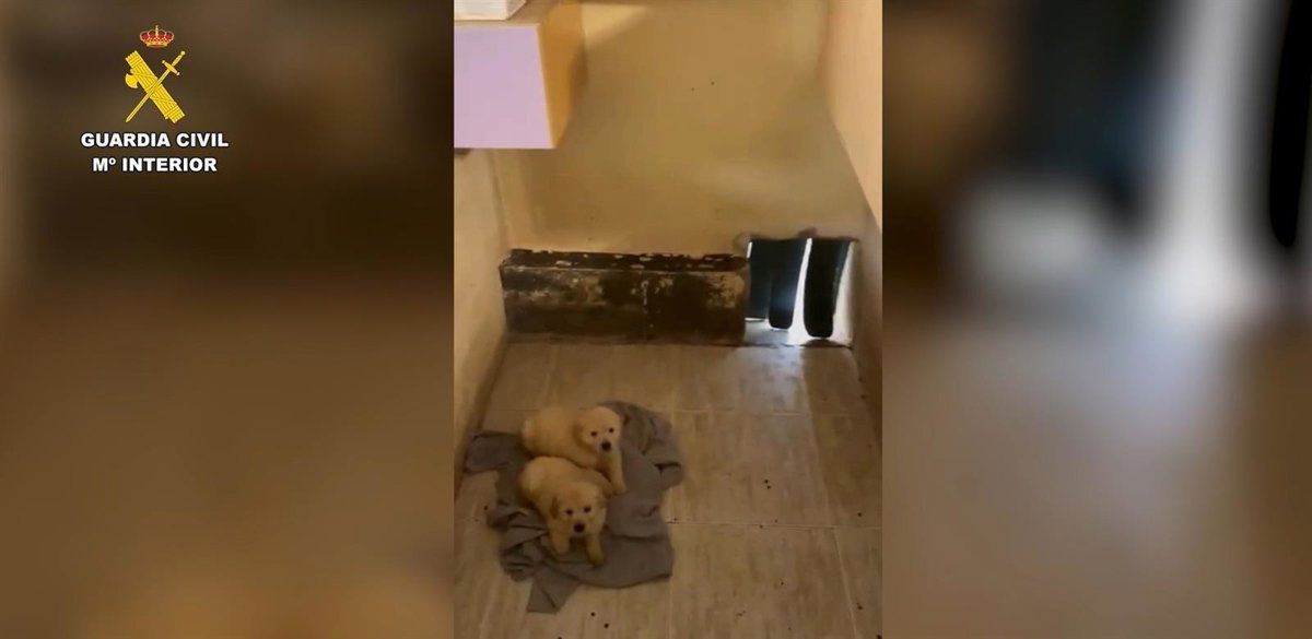 Desarticulada red de compraventa irregular de cachorros en Ávila
