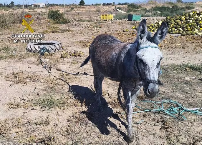 Detectan numerosas irregularidades en una finca de caballos en Torre Pacheco (Murcia)