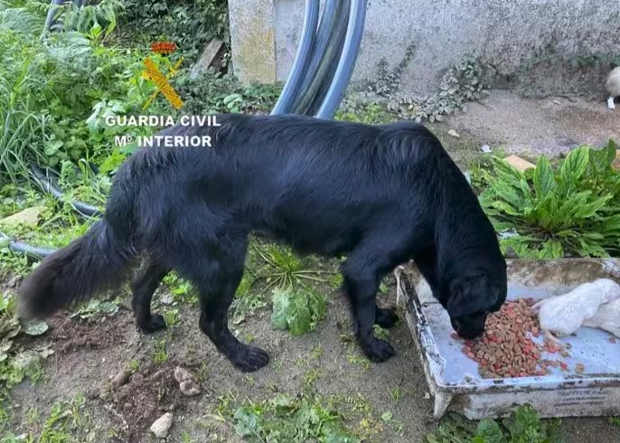 Investigada una vecina de Gondomar por la muerte de diez cachorros ahogados en un río