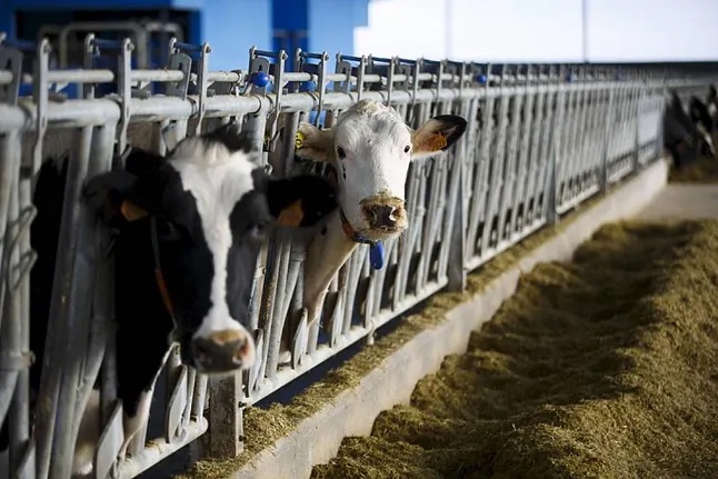 Detenido un hombre por intentar violar a una vaca en las fiestas de Triabá