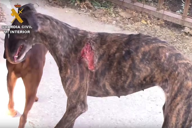 La protectora El Refugio denuncia al 'Vampiro de Humanes' por saltarse sus medidas cautelares estudiando Veterinaria