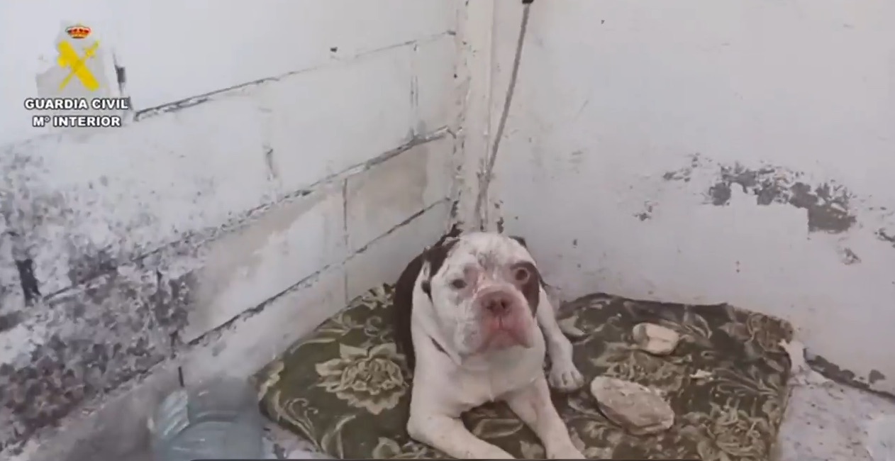 Investigado en Talayuela (Cáceres) por maltrato animal por tener un perro en estado de abandono