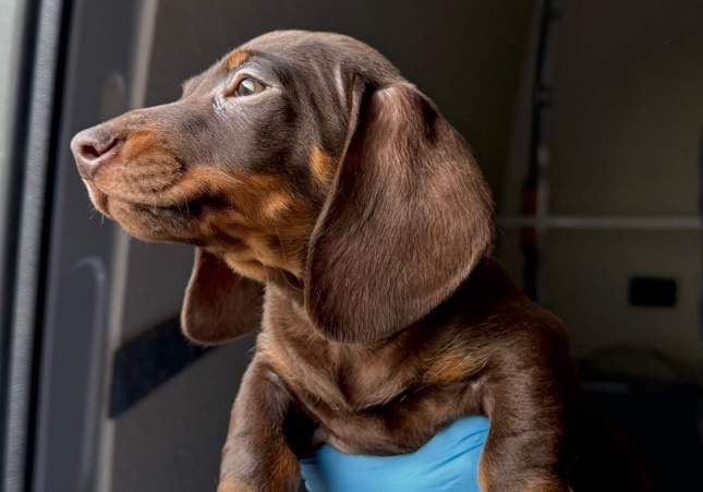 Rescatados 14 cachorros de perro en la AP-7 en Girona introducidos irregularmente sin garantías sanitarias