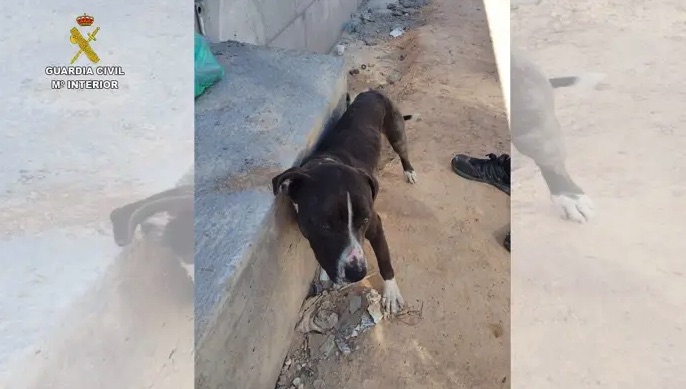 El Seprona investiga a un hombre por abandonar a un perro atado al sol y sin agua en Valdepeñas
