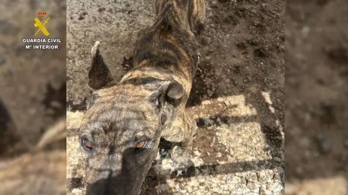 Tres detenidos en Ingenio (Gran Canaria) por un delito de maltrato animal que derivó en la eutanasia de un perro
