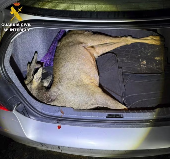 Investigados dos cazadores furtivos tras ser sorprendidos con un corzo abatido en el maletero en El Payo (Salamanca)
