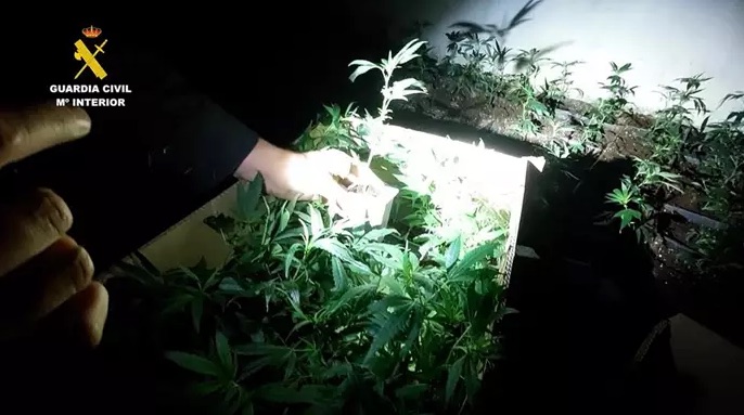 Cinco detenidos en Burgos tras desmantelar la Guardia Civil dos plantaciones 'indoor' de marihuana y un punto de venta