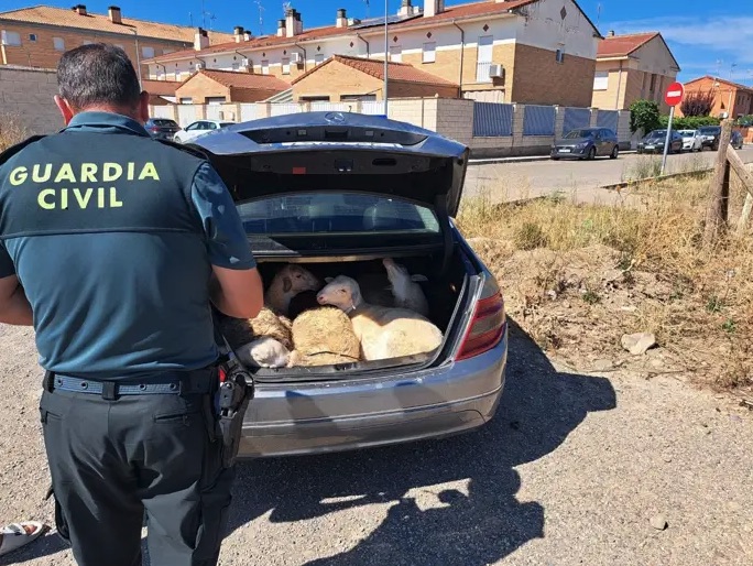 Sorprendidos en Castejón transportando cuatro corderos vivos y atados en el maletero de un coche
