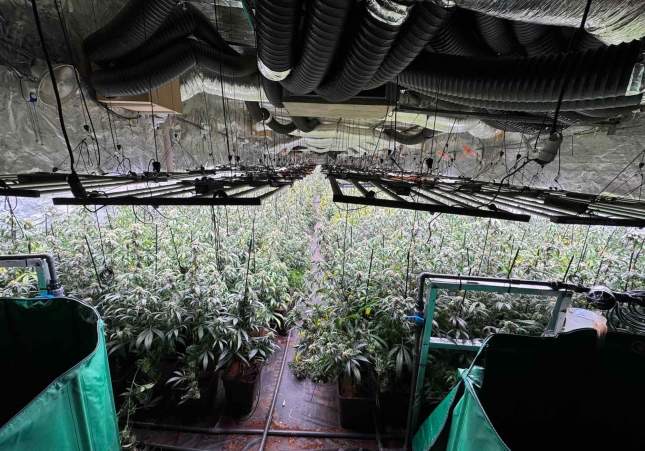 Desmantelan plantaciones de marihuana protegidas con armas de fuego en Sant Esteve Sesrovires y Piera
