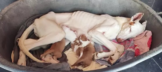 L'Alcora (Castellón) descubre más de 40 perros en condiciones insalubres y varios de ellos con lesiones graves