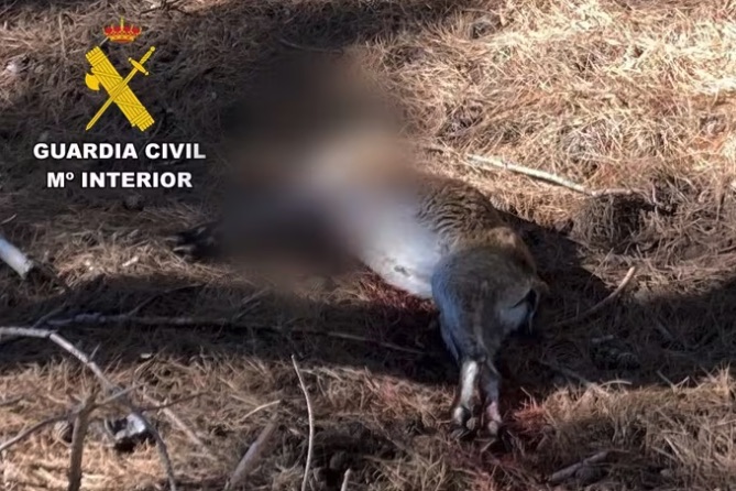 Investigado un cazador por abatir y decapitar ilegalmente a una cabra montés en Jaén