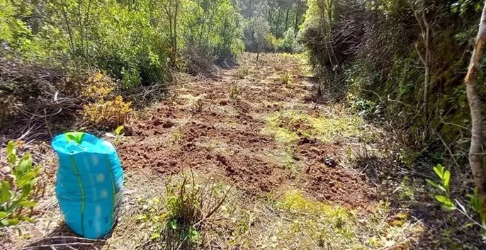 Desmantelan un cultivo de marihuana con 6.136 plantas en una zona boscosa de Querol (Tarragona)