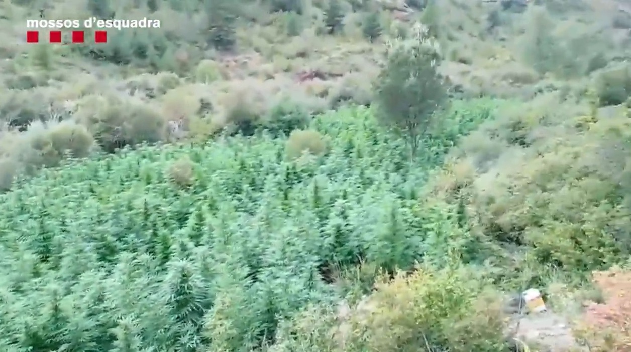 Desmantelan una plantación de 4.500 plantas de marihuana en un bosque de Tremp y detienen a tres personas