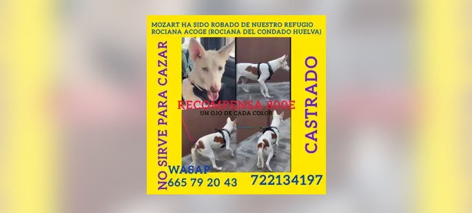 Recuperan cuatro de los cinco podencos robados en el refugio de Rociana del Condado