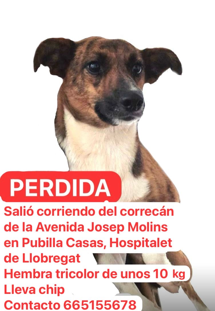 Perra perdida